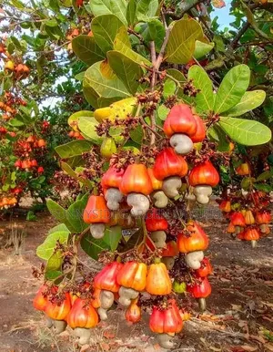 Sunnysidegarden Awka Anambra State