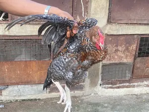 Chicken for Sale