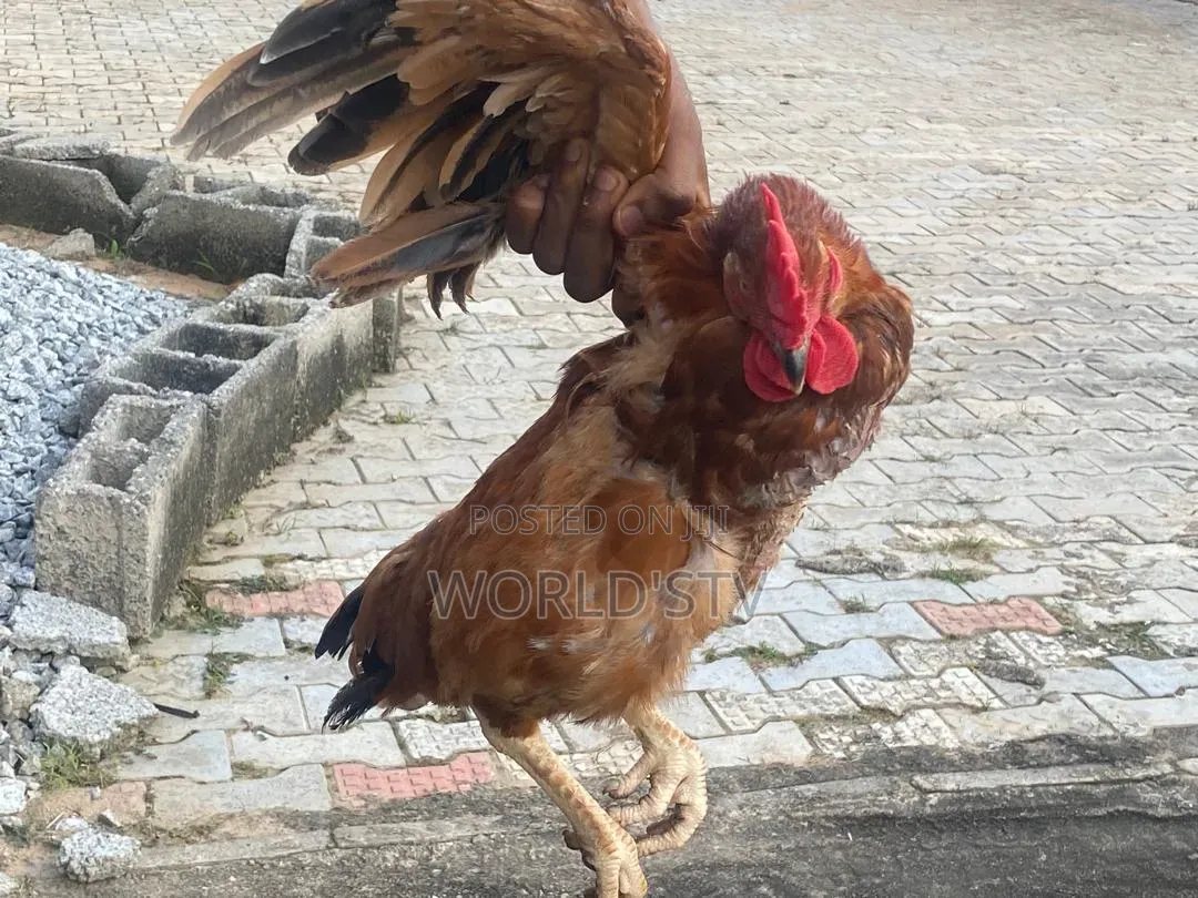 Chicken for Sale