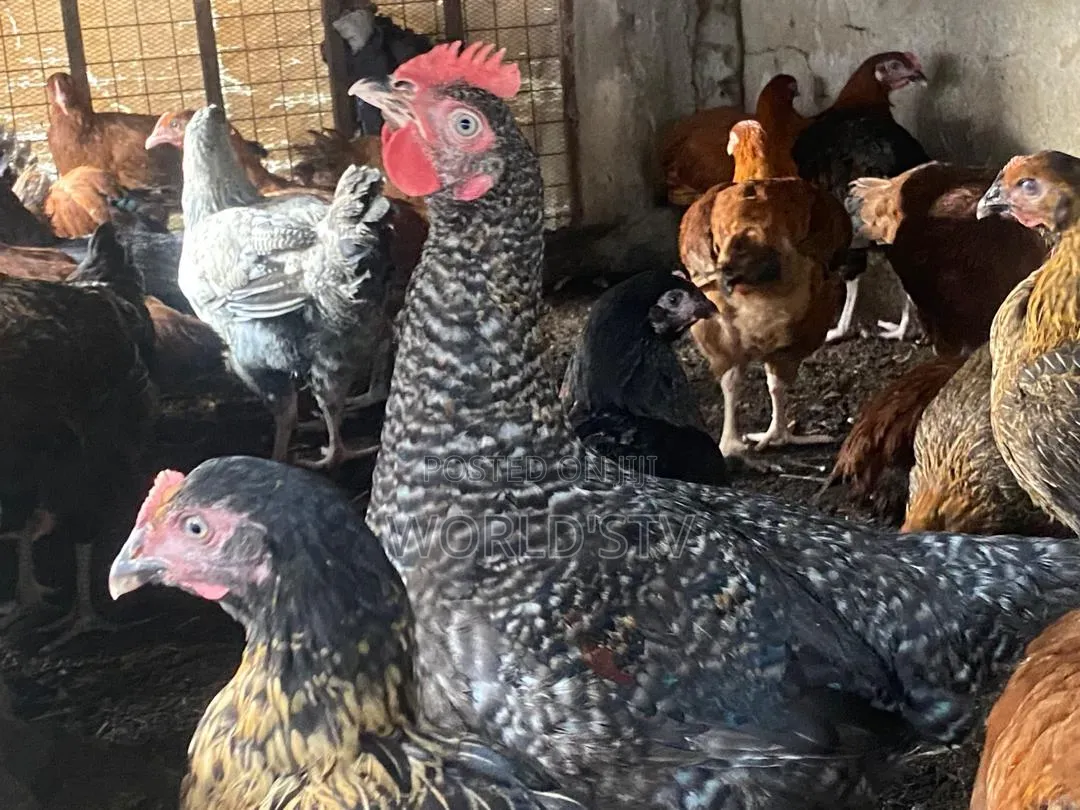 Chicken for Sale