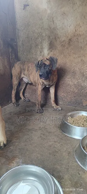 3-6 months Male Purebred Boerboel