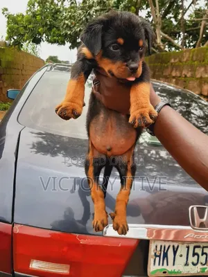 1-3 months Female Purebred Rottweiler