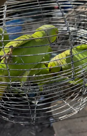 Indian Ringneck Parrot/ Parakeet