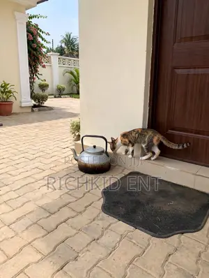 3-6 months Female Purebred American Shorthair