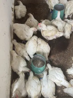 Mr. Uche Poultry Farm