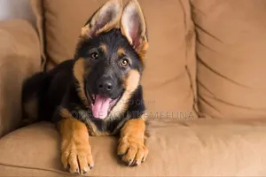 3-6 months Male Purebred German Shepherd