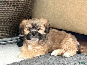 1-3 months Female Purebred Lhasa Apso