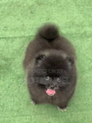 1-3 months Male Purebred Pomeranian