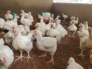 Mr. Uche Poultry Farm