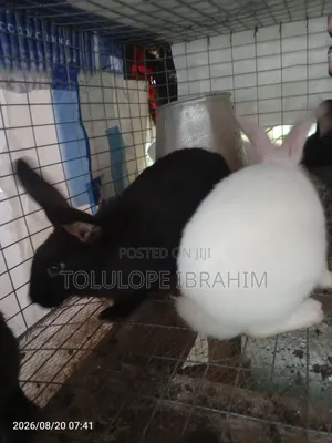 Exotic Rabbit