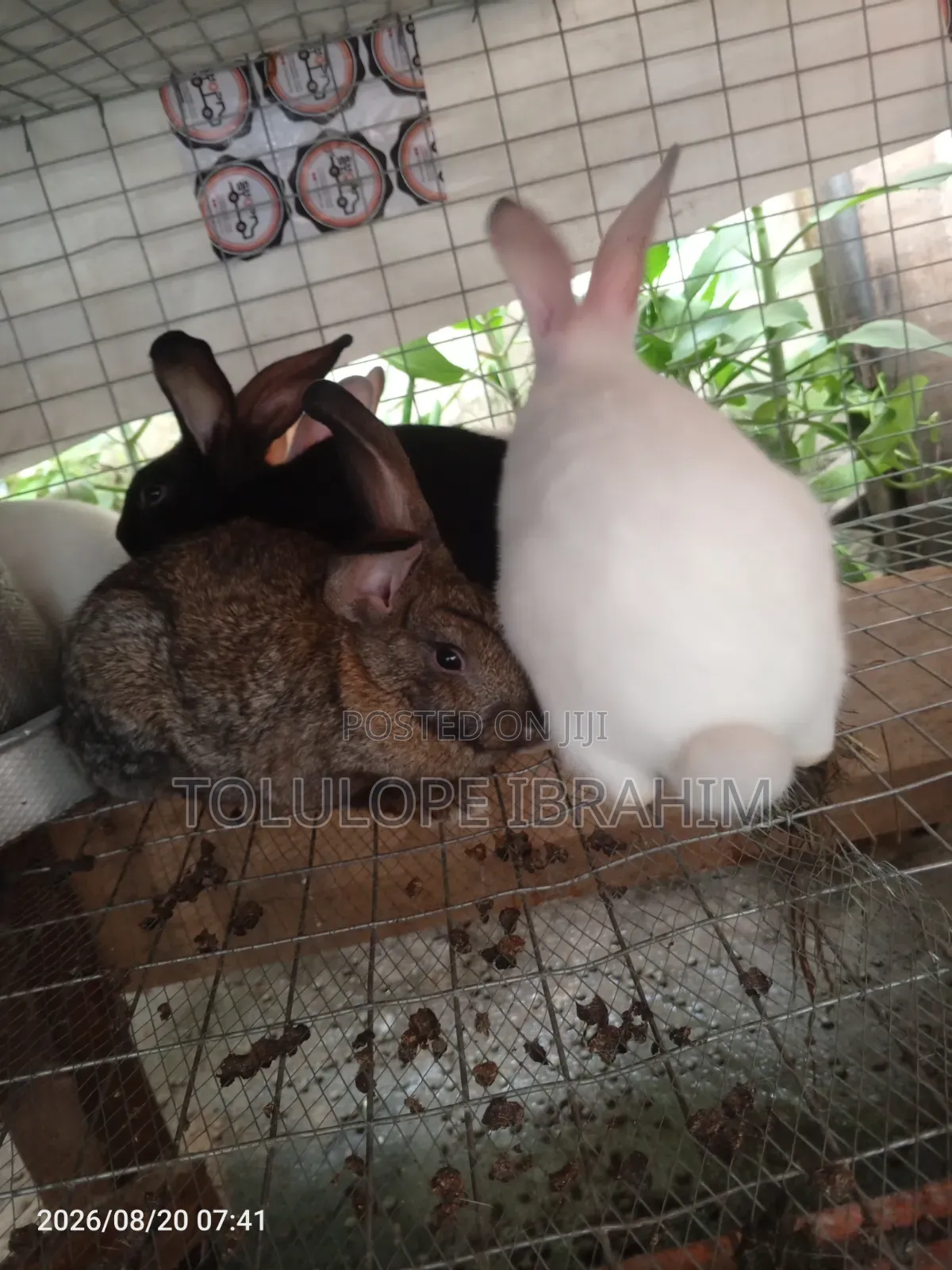 Exotic Rabbit
