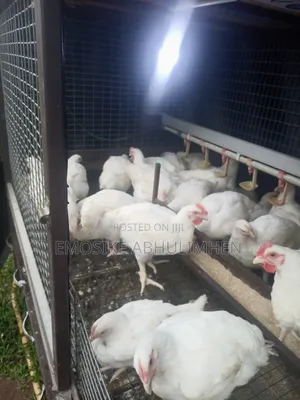 Chickens for Sale
