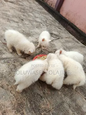 1-3 months Male Purebred American Eskimo