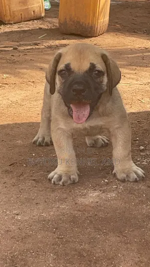 1-3 months Female Purebred Boerboel