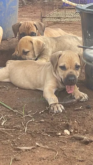 1-3 months Female Purebred Boerboel