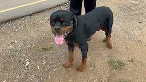 1+ year Male Purebred Rottweiler