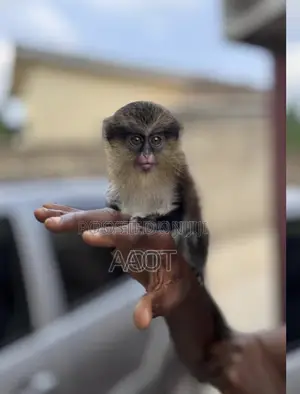 Monkey Available Lagos Ikorodu