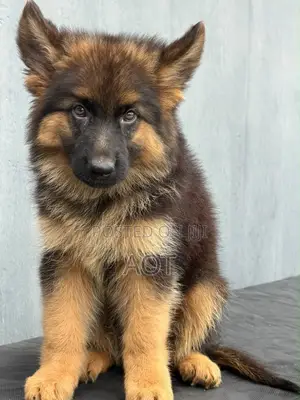1-3 months Male Purebred German Shepherd