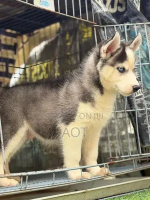 1-3 months Female Purebred Siberian Husky