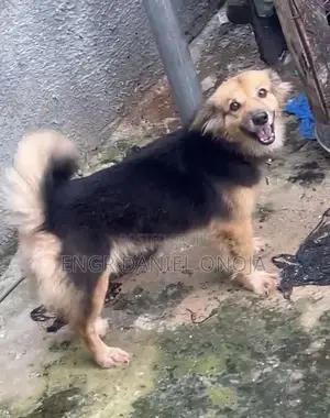 1+ year Female Purebred German Shepherd