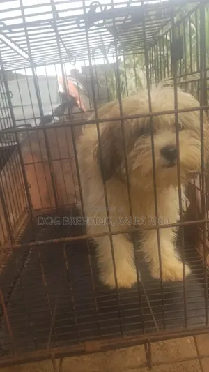 6-12 months Male Purebred Lhasa Apso