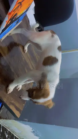 1-3 months Female Purebred Saint Bernard