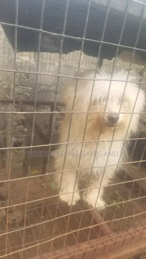 1+ year Male Purebred Lhasa Apso