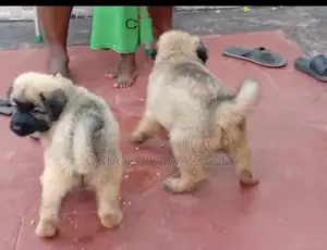 1-3 months Female Purebred Caucasian Shepherd
