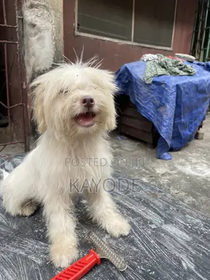 3-6 months Male Purebred Lhasa Apso