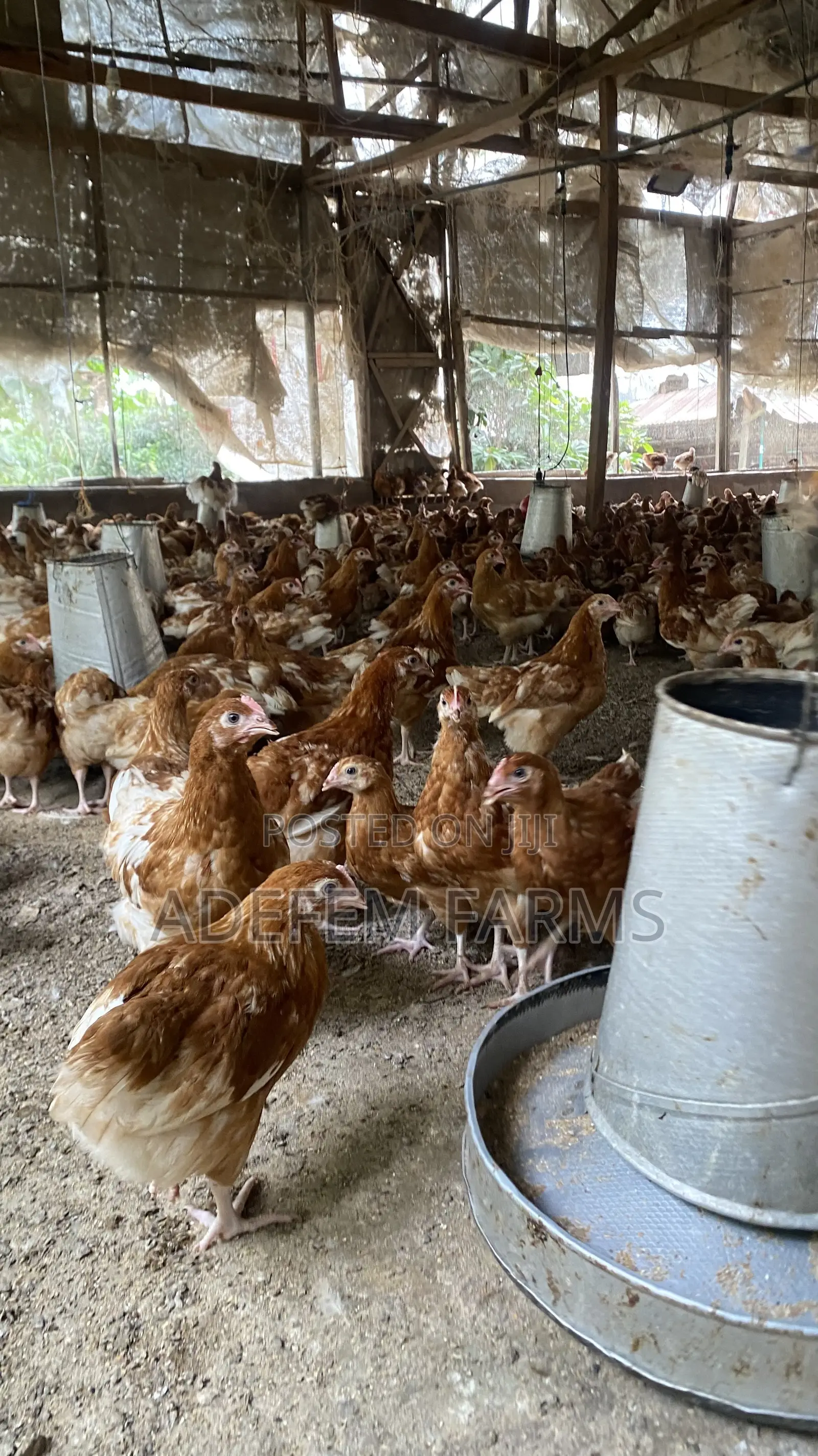900 Isa Brown Point of Cage Pullets