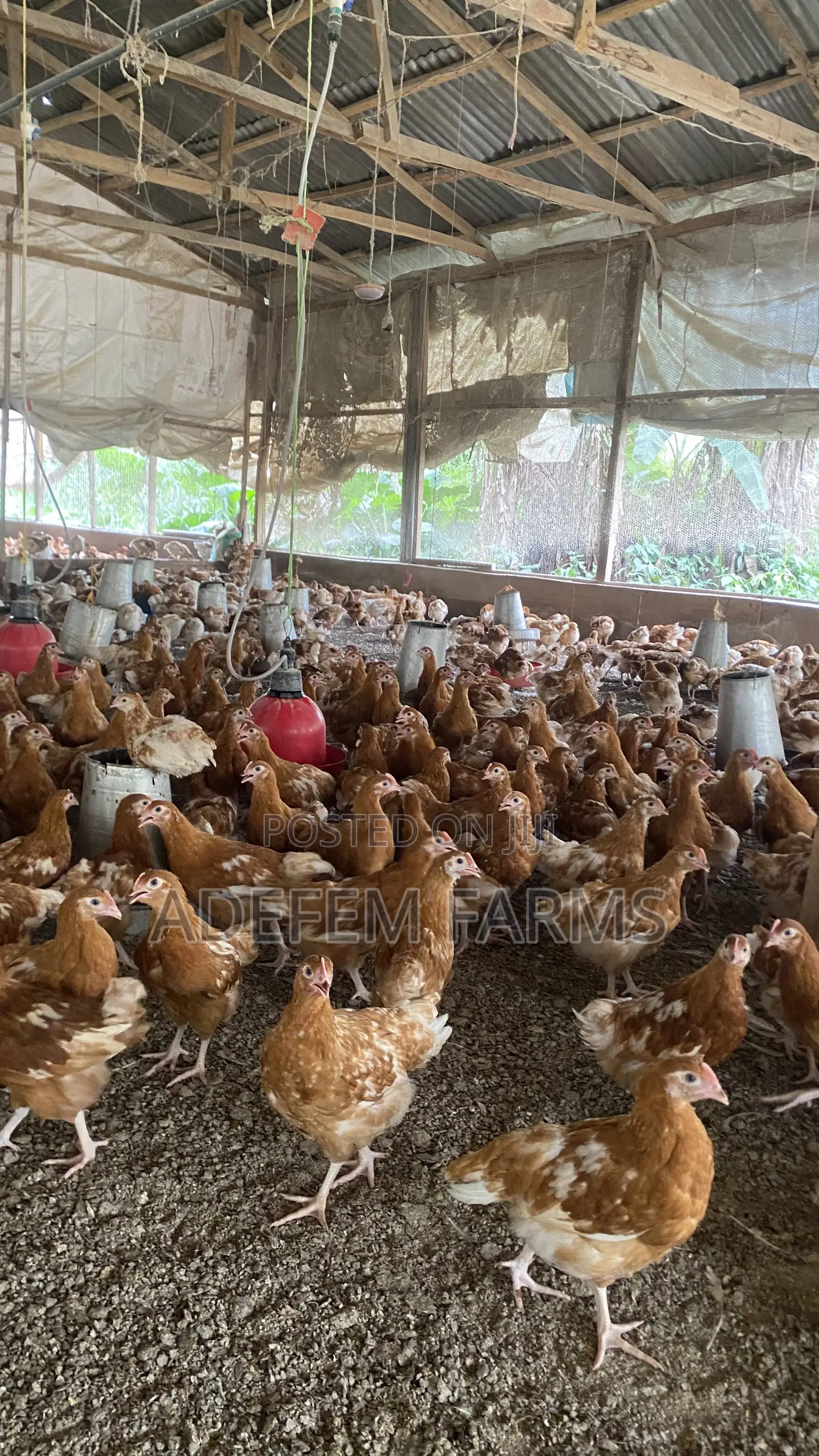 900 Isa Brown Point of Cage Pullets