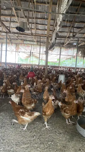 900 Isa Brown Point of Cage Pullets