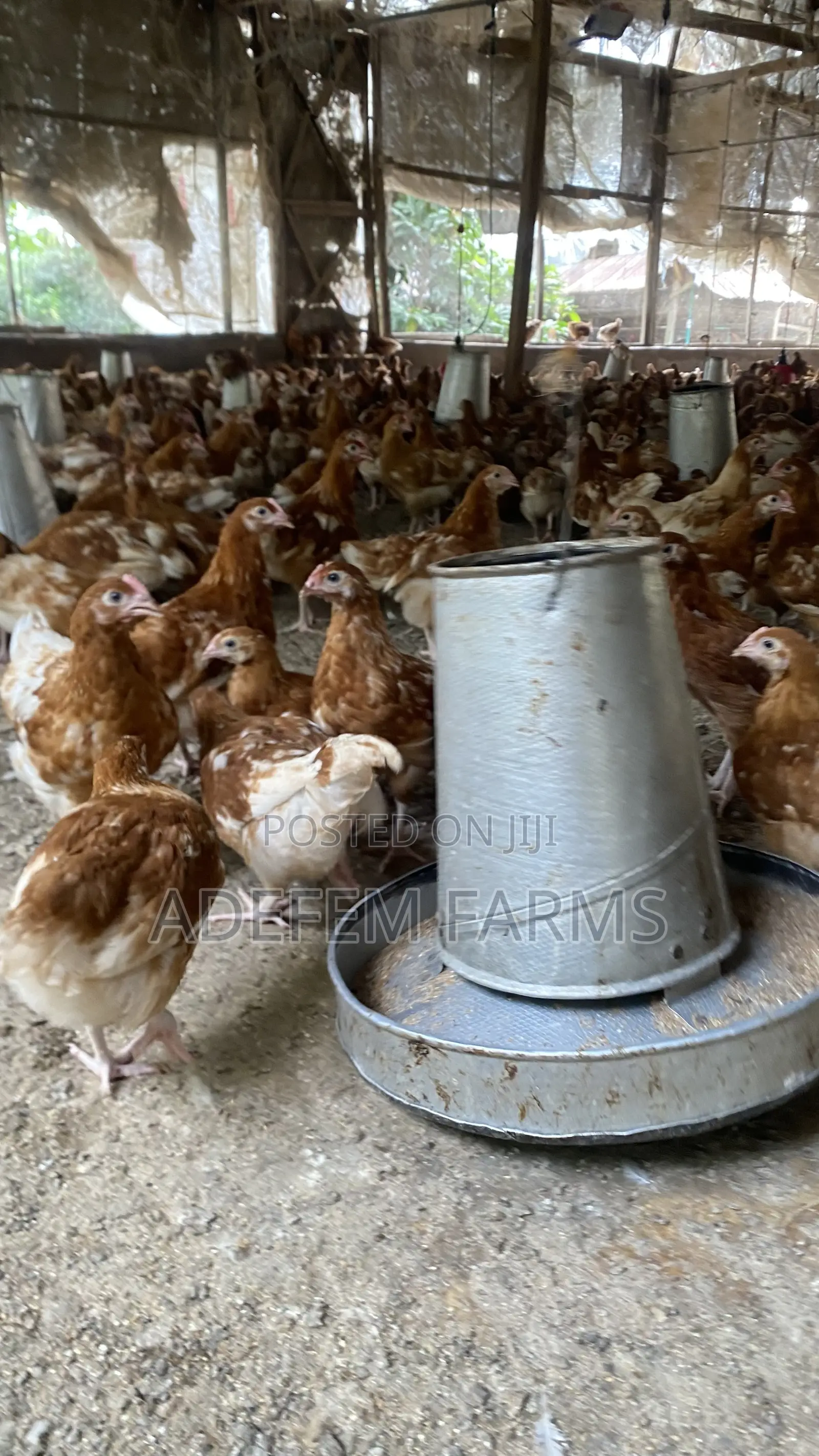 900 Isa Brown Point of Cage Pullets