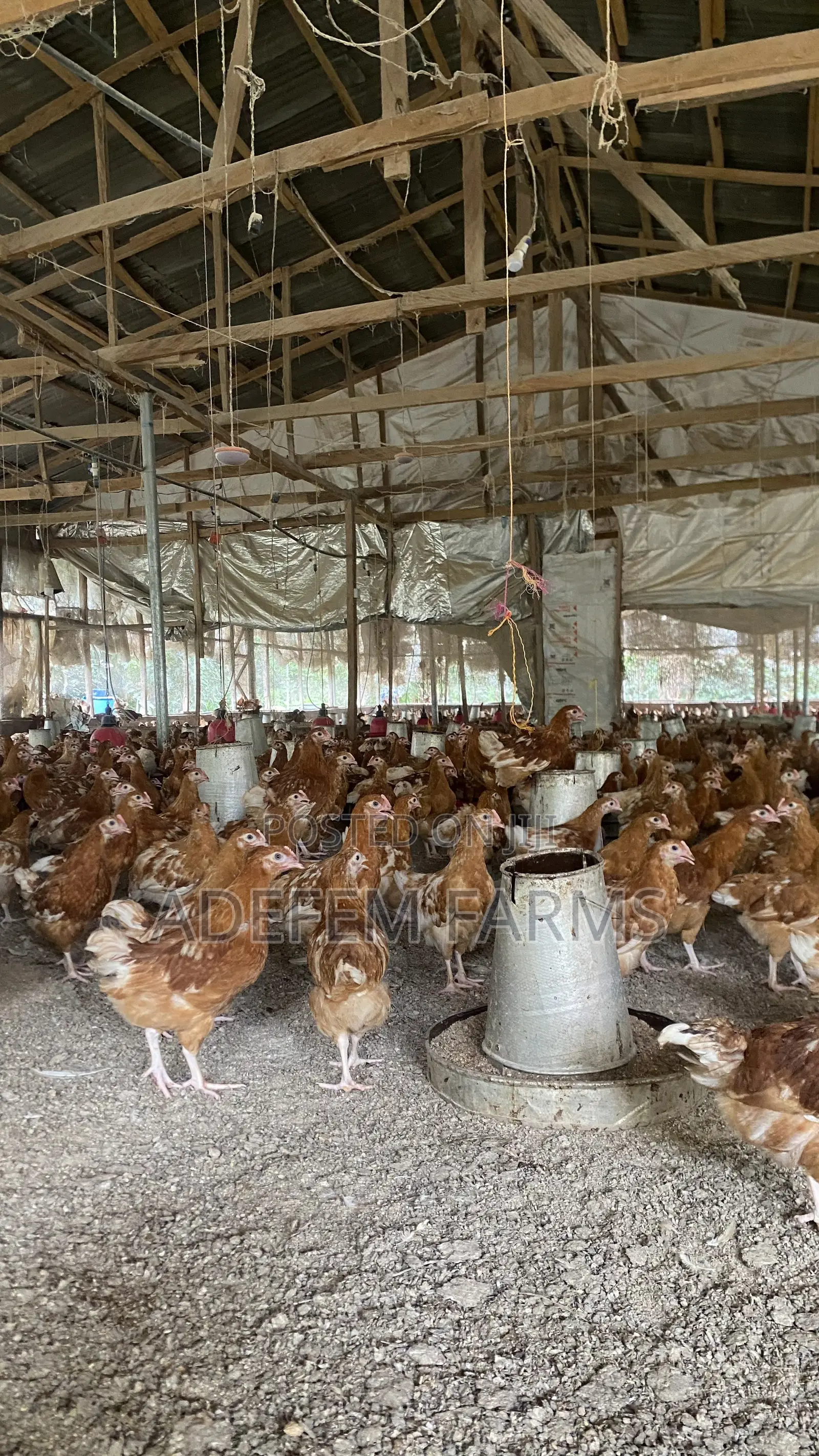 900 Isa Brown Point of Cage Pullets