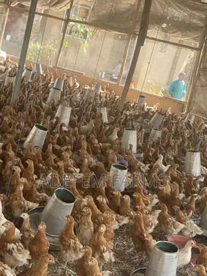 900 Isa Brown Point of Cage Pullets