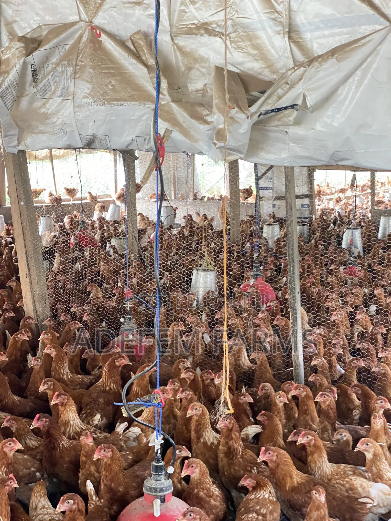 900 Isa Brown Point of Cage Pullets