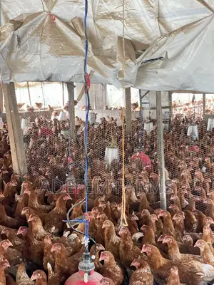 900 Isa Brown Point of Cage Pullets