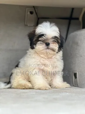1-3 months Male Purebred Shih Tzu