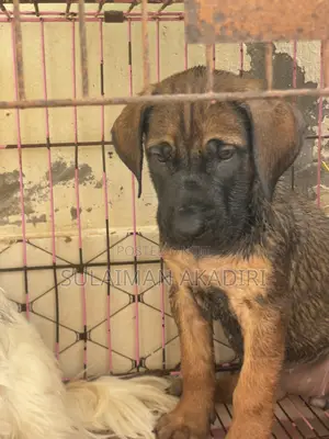 1-3 months Female Purebred Boerboel