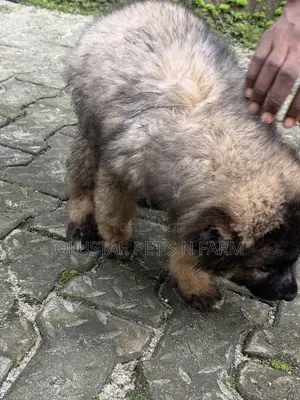 1-3 months Female Purebred Caucasian Shepherd