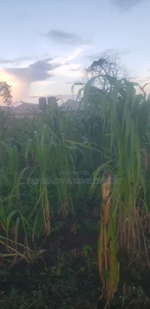 Two Plot of Land