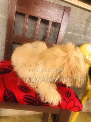 1-3 months Male Purebred Lhasa Apso