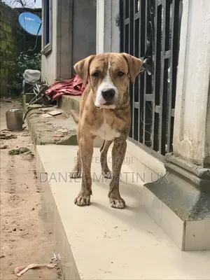 6-12 months Male Purebred Boerboel
