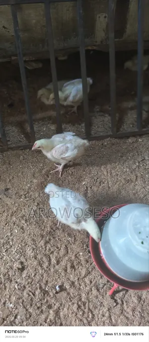 Farm Animal