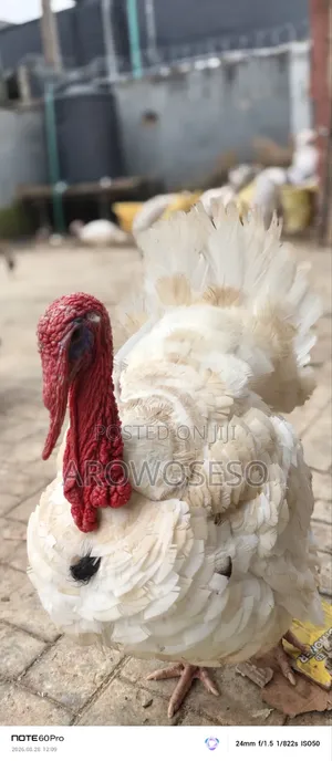 Turkey  Family