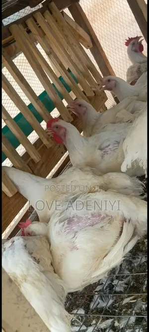 Mature Broilers