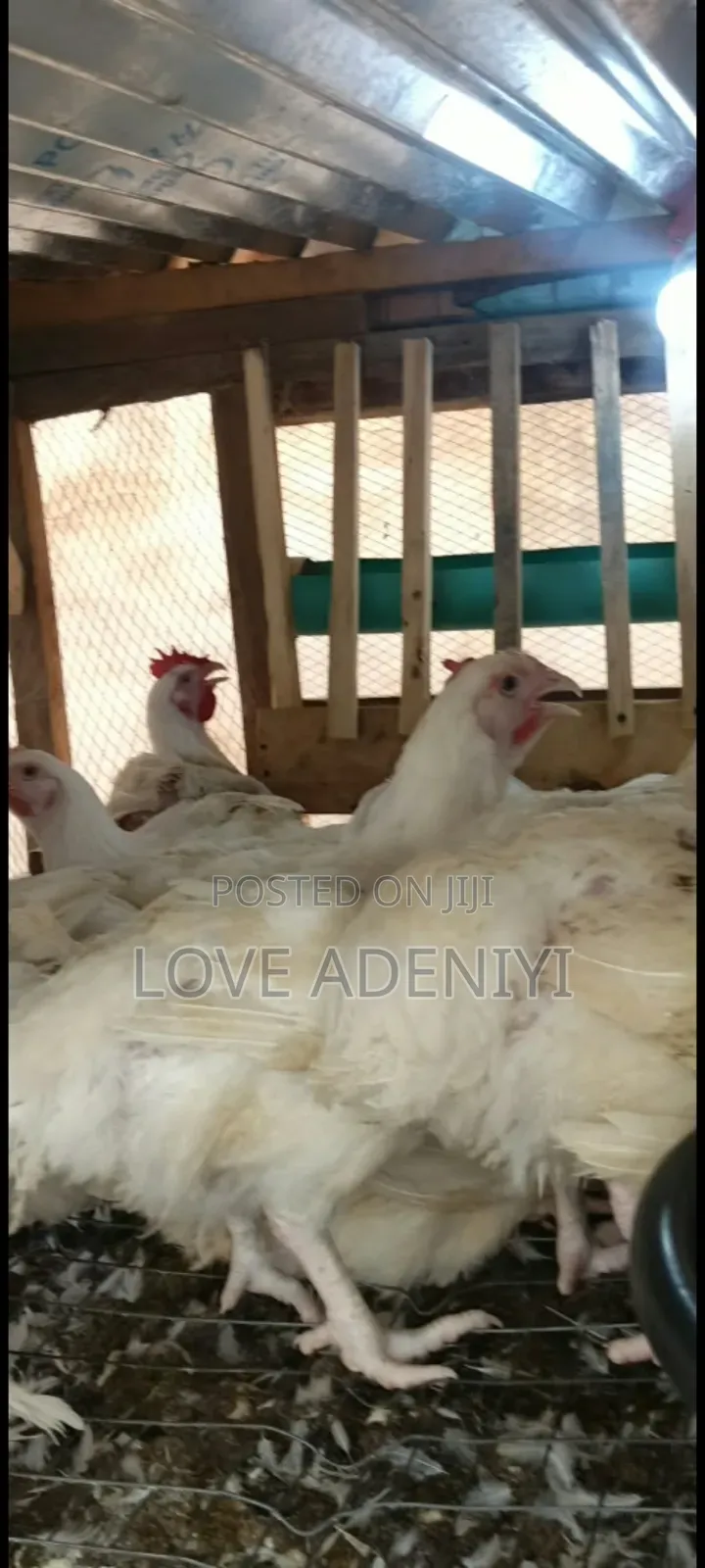 Mature Broilers