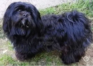 1+ year Male Purebred Lhasa Apso