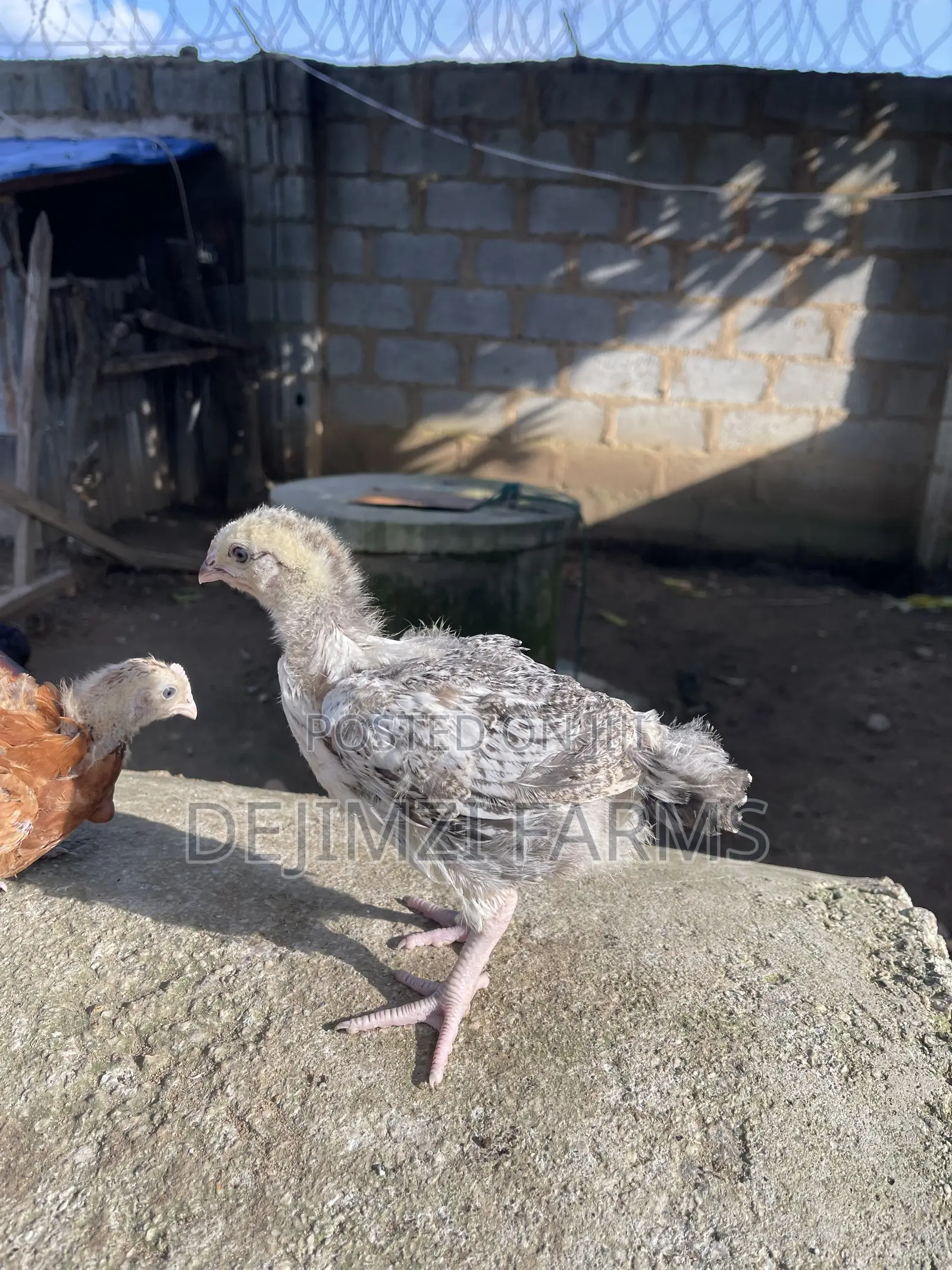 4 Weeks Noilers for Sell