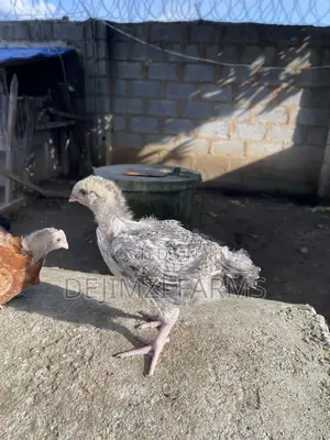 4 Weeks Noilers for Sell